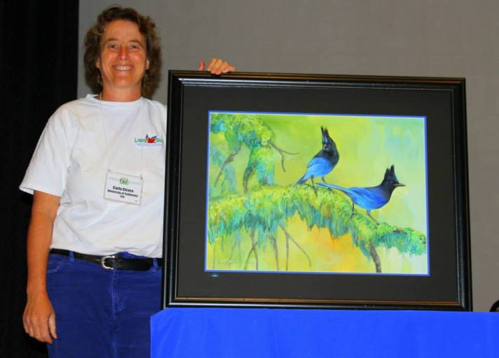 AOU_COS_meeting_StellerJay_Painting2
