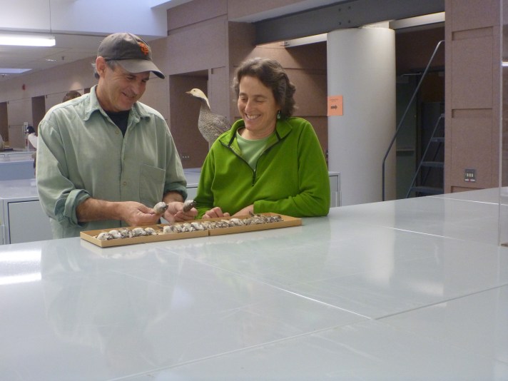 Carla_PeterPyle_MVZ_P1010745_pubBirding2014